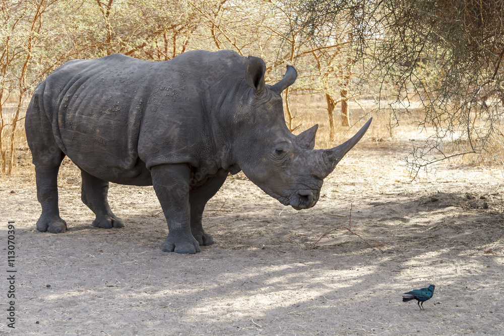 Obraz premium Wild rhino in Africa