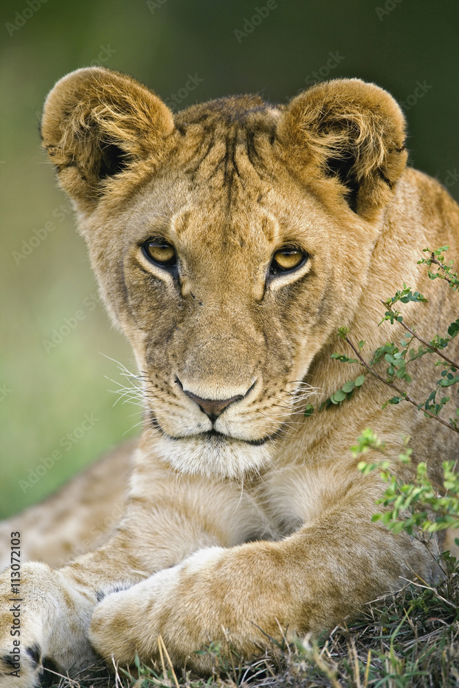Portrait of lioness relaxing on grass Portrait of lioness relaxing on grass