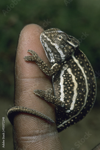 Chameleon, (Furcifer campani), Central Madagascar. photo