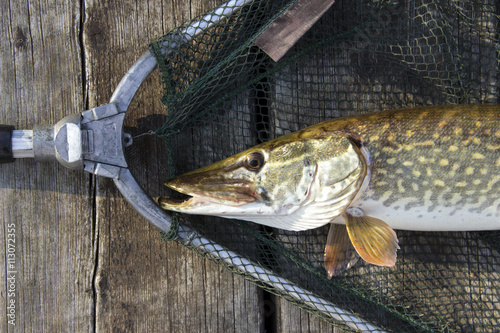 Pike (Esox lucius) captured in a landing net presented on a wooden deck