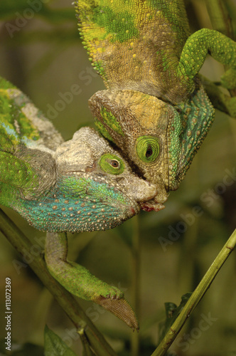 Oshaughnessyi Chameleon (Calumma Oshaughnessyi). Madagascar, Africa. photo