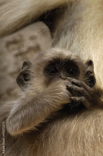 Hanuman Langur or Black-faced, Common or Grey Langur (Presbytis entellus) Ranthambhore National Park. Rajasthan. INDIA. photo