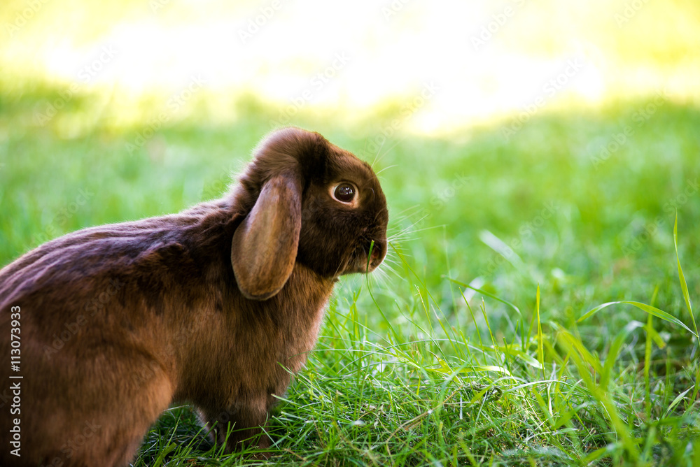 Brown little rabbit standing on hind legs in the garden on the green grass Brown little rabbit standing on hind legs in the garden on the green grass