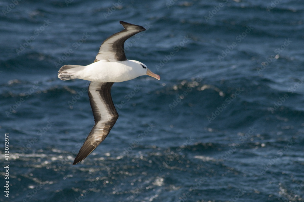 Albatross near Falkland Islands, South Atlantic Albatross near Falkland Islands, South Atlantic