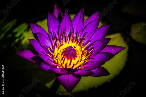 Purple water lilly