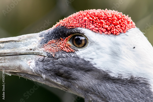 The red-crowned crane  also called the Japanese crane or Manchurian Crane  is a large East Asian crane and among the rarest cranes in the world.