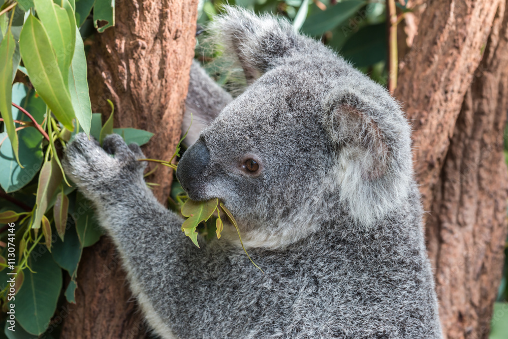 Fototapeta premium koala in a eucalyptus tree, australia
