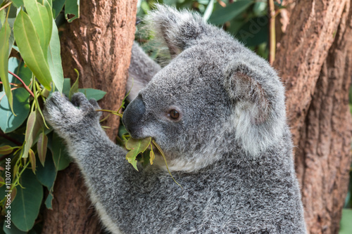Fototapeta Naklejka Na Ścianę i Meble -  koala in a eucalyptus tree, australia 