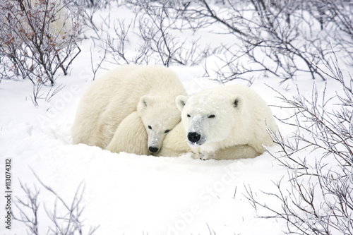 Polar Bears (Ursus maritimus) female and cub, Churchill Wildlife Management Area,  MB photo