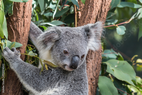 koala in a eucalyptus tree, australia 