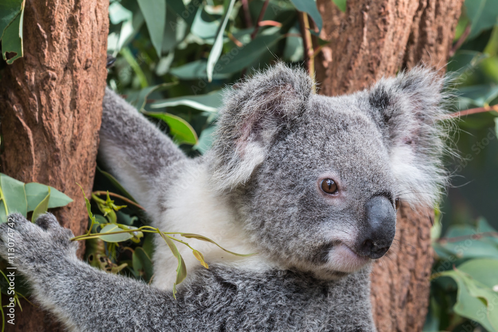 Fototapeta premium koala in a eucalyptus tree, australia 