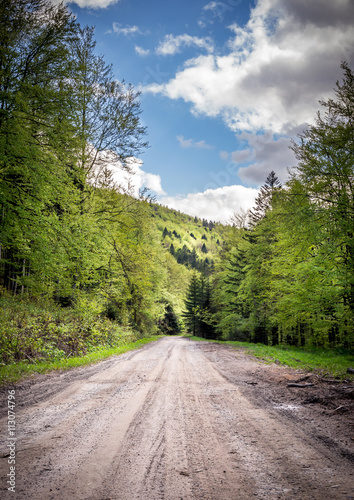 Footpath in green forest