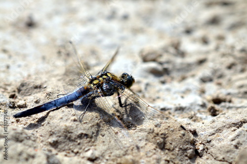 blue dragonfly sitting in sandy landscape © busenlilly666
