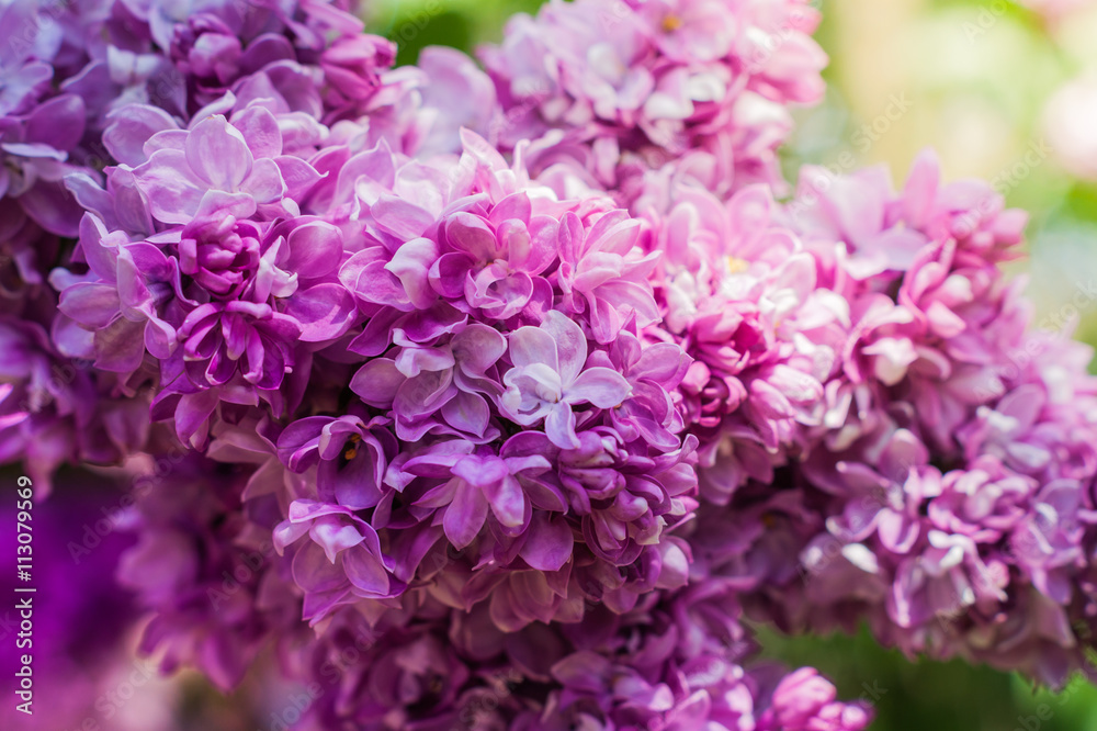 Macro image of spring lilac violet flowers