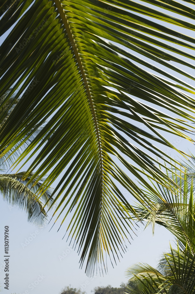 Palm leaf, Nicoya Pennisula Palm leaf, Nicoya Pennisula