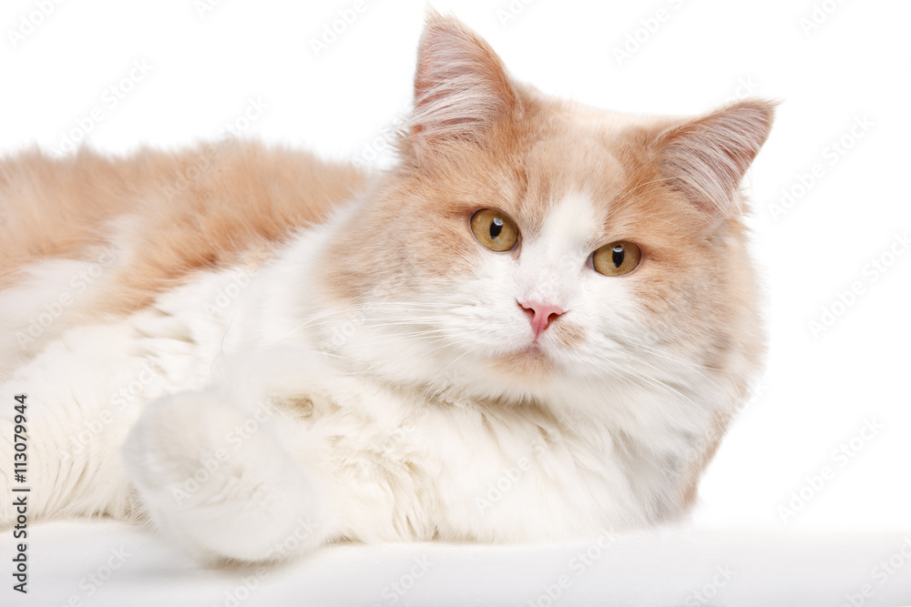 Ginger White Cat isolated over white background. Ginger White Cat isolated over white background.
