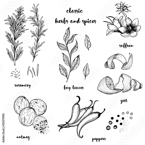 Hand drawn set with culinary herbs and spices