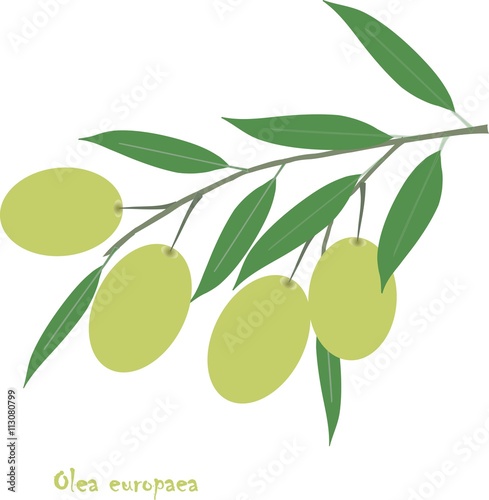 Oliva europaea branch with green fruit and leafs on white, object isolation, vector