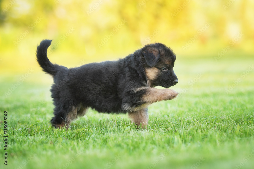 Funny german shepherd puppy playing in the yard Funny german shepherd puppy playing in the yard