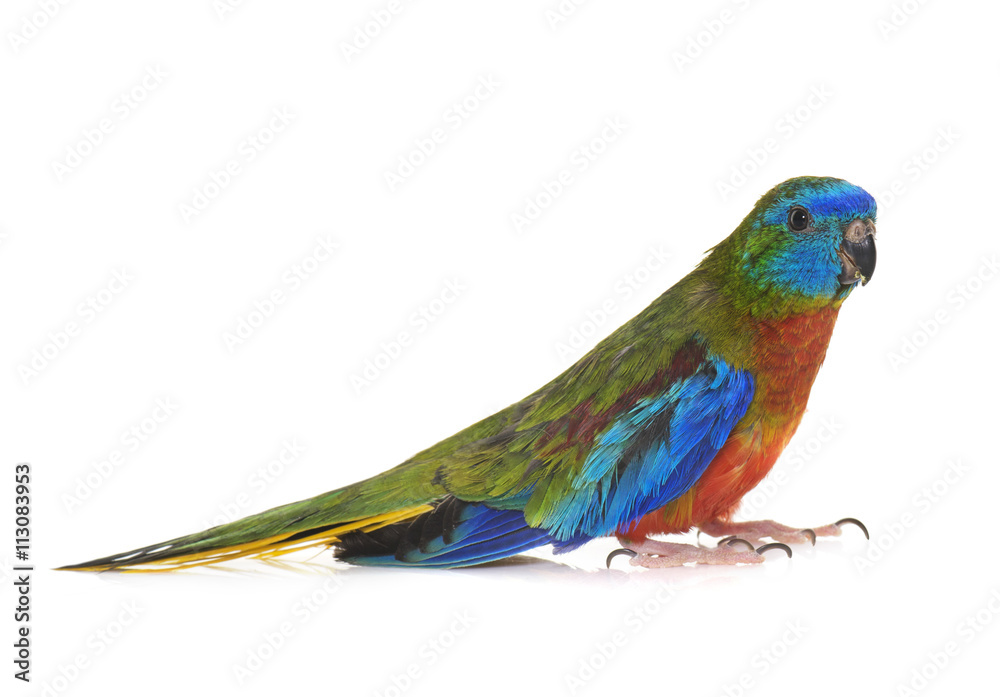 Fototapeta premium Turquoise parrot in studio