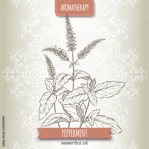 Mentha piperita aka peppermint sketch on elegant lace background.