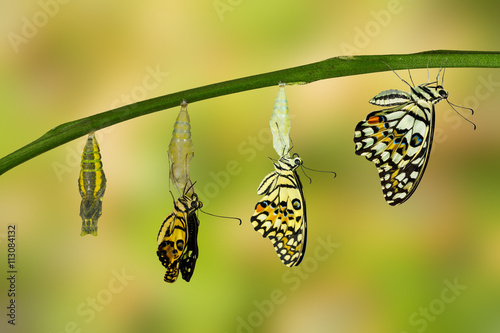 Transformation of Lime Butterfly © mathisa