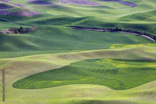 Spring in the Palouse, from Steptoe Butte, Washington State photo