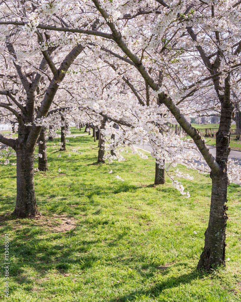 National Cherry Blossom Festival National Cherry Blossom Festival