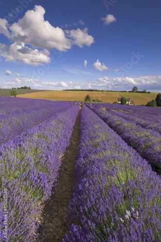 Rows of lavender plants at Snowshill Lavender Farm, Broadway, Worcestershire, Cotswolds photo