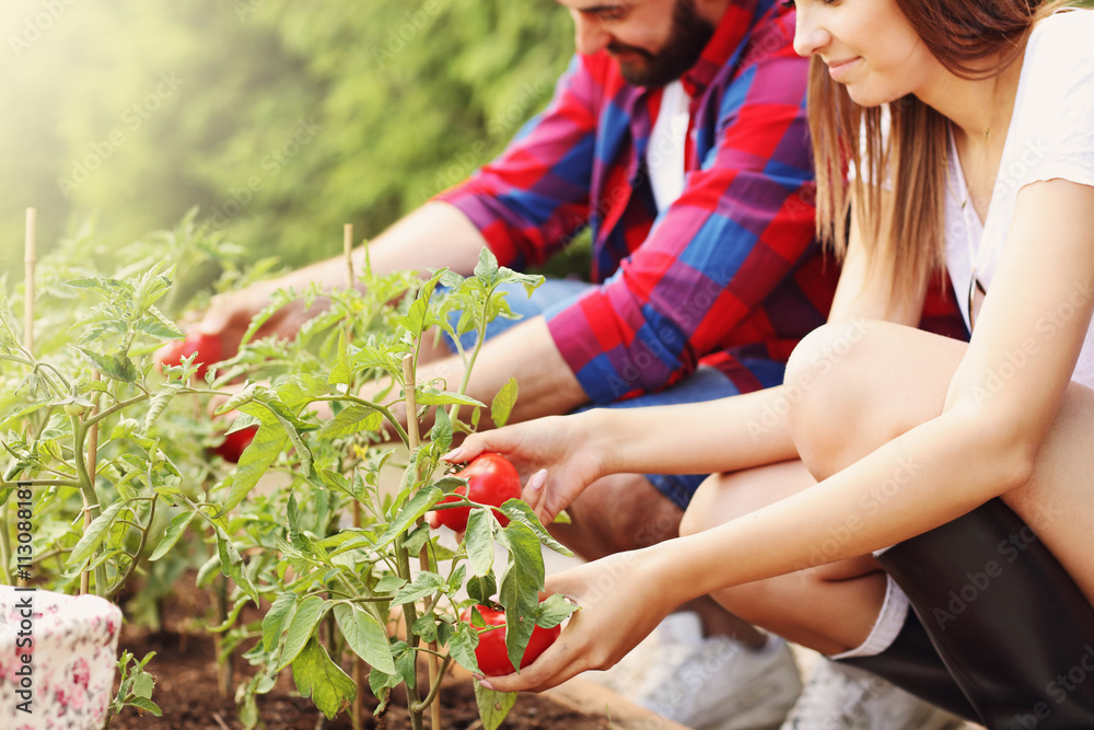 Young couple planting organic tomatoes Young couple planting organic tomatoes
