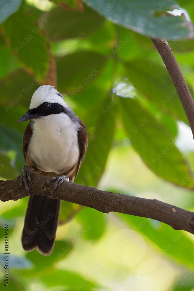 Obraz premium White-crested Laughingthrush