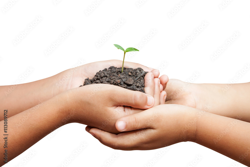 child hands holding soil with sprout child hands holding soil with sprout