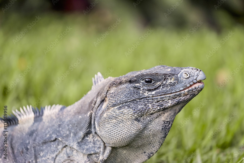 Fototapeta premium Iguana