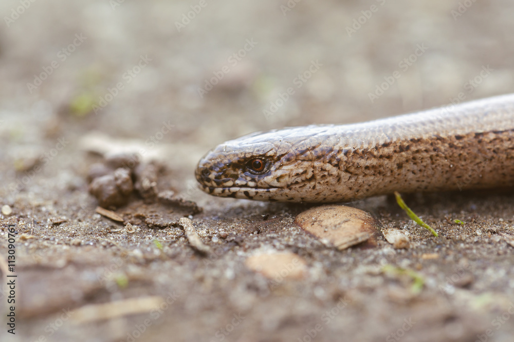 Blindschleiche - Anguis fragilis in einer Makroaufnahme