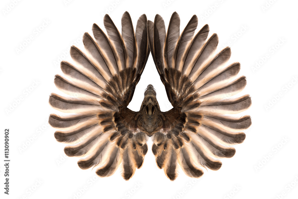 bird wings isolated on white bird wings isolated on white
