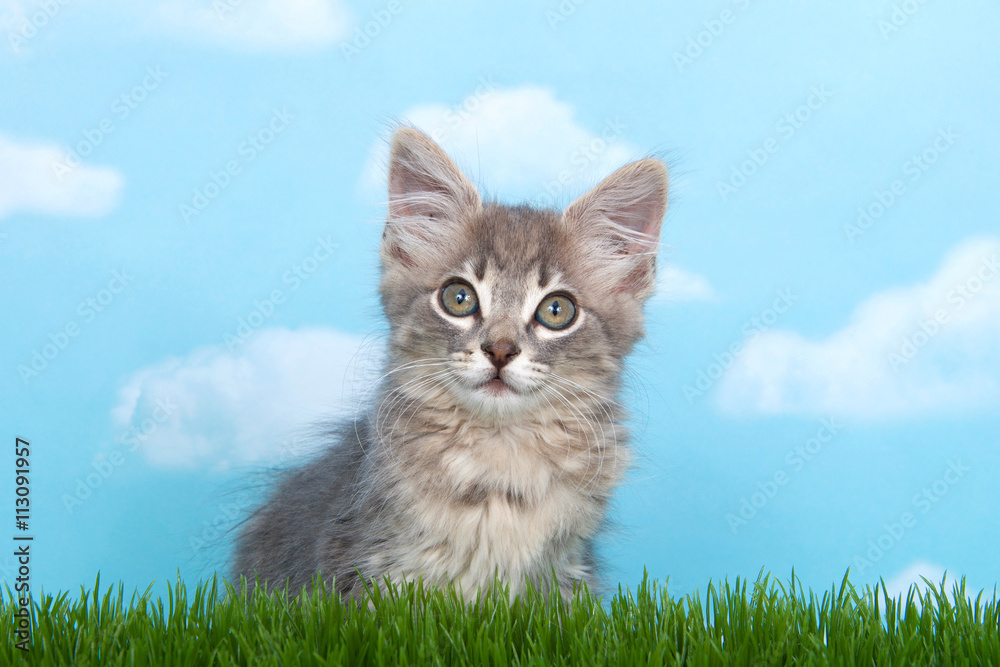 Fluffy long haired gray tabby kitten in tall grass with blue sky background white fluffy clouds. Fluffy long haired gray tabby kitten in tall grass with blue sky background white fluffy clouds.