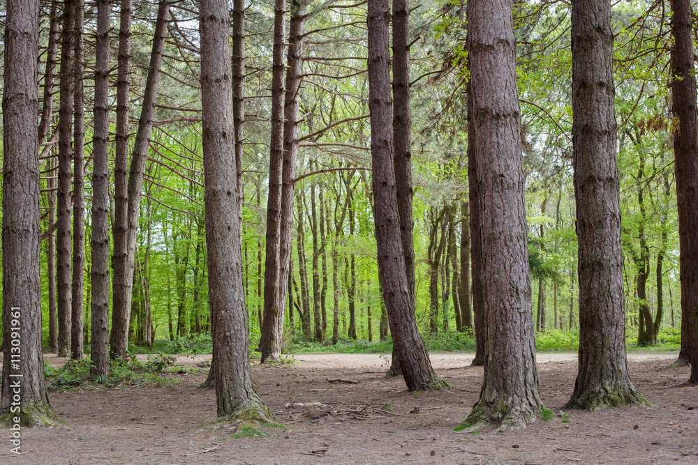 Pine forest background, Abbot's Wood, East Sussex, England Pine forest background, Abbot's Wood, East Sussex, England