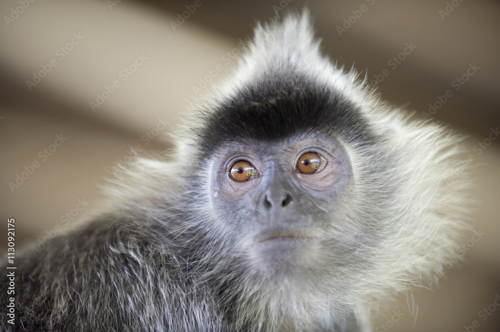 Silver Leaf Langur monkey, Labuk Bay Proboscis Monkey Sanctuary, Sabah, Borneo, Malaysia Silver Leaf Langur monkey, Labuk Bay Proboscis Monkey Sanctuary, Sabah, Borneo, Malaysia
