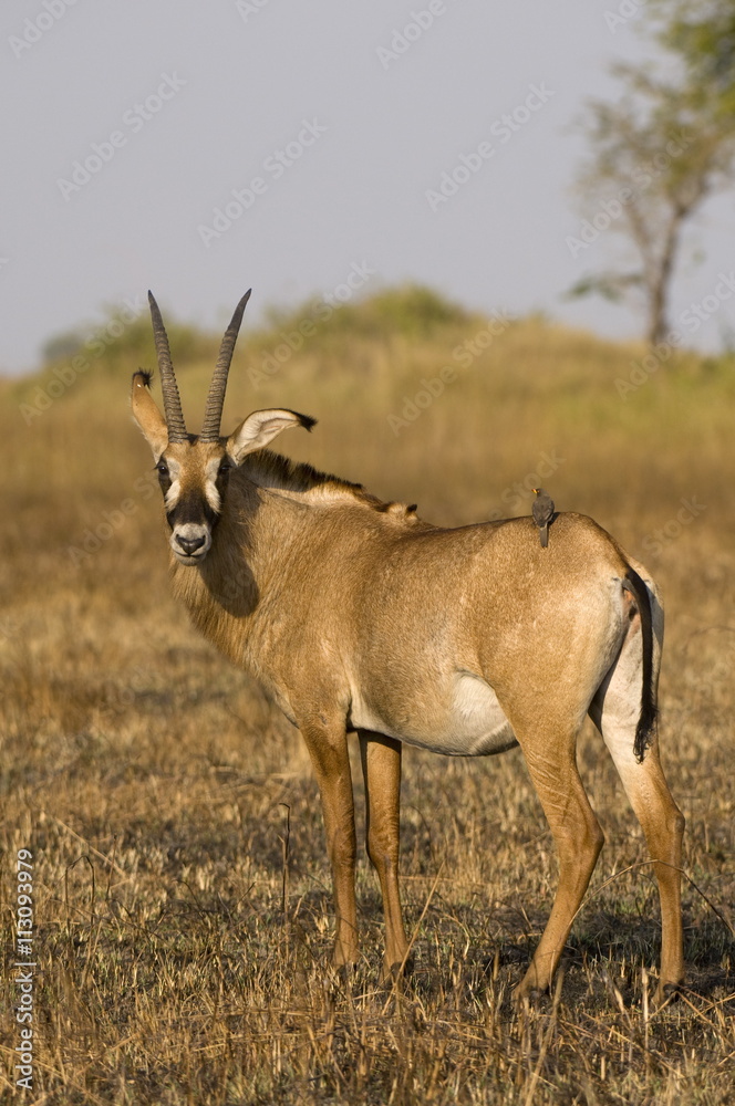 Roan antelope and oxpecker, Busanga Plains, Kafue National Park, Zambia