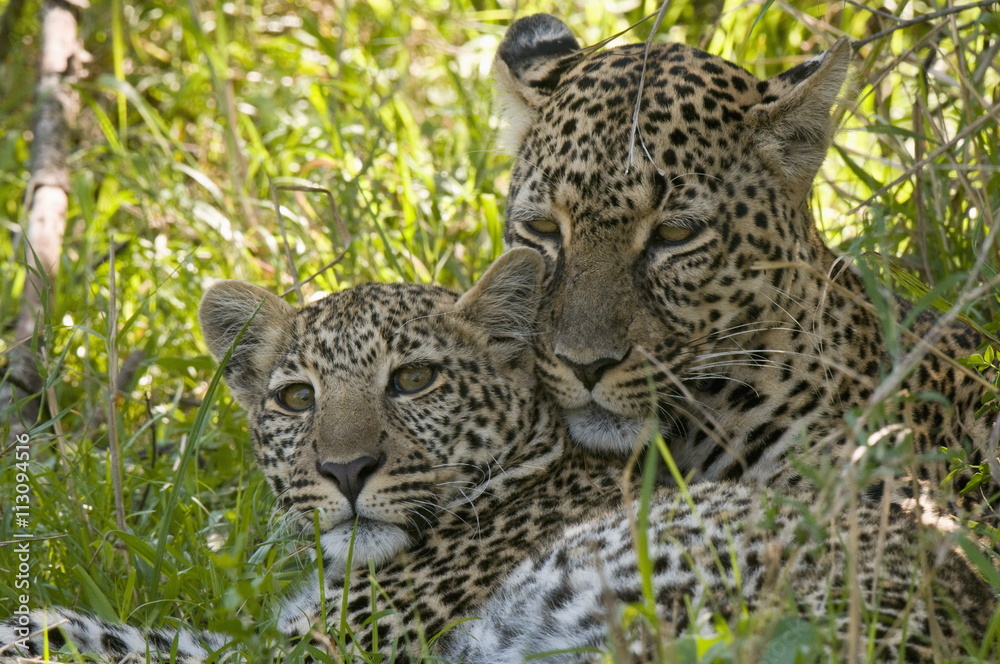 Leopards (Panthera pardus), Masai Mara National Reserve, Kenya Leopards (Panthera pardus), Masai Mara National Reserve, Kenya