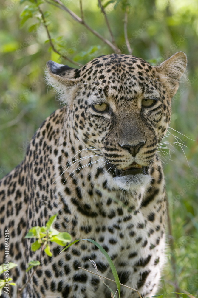 Leopard (Panthera pardus), Masai Mara National Reserve, Kenya Leopard (Panthera pardus), Masai Mara National Reserve, Kenya