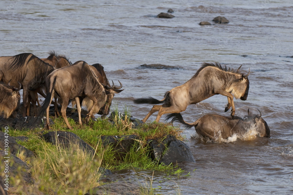 Wildebeest crossing Mara River during annual migration, Masai Mara, Kenya Wildebeest crossing Mara River during annual migration, Masai Mara, Kenya