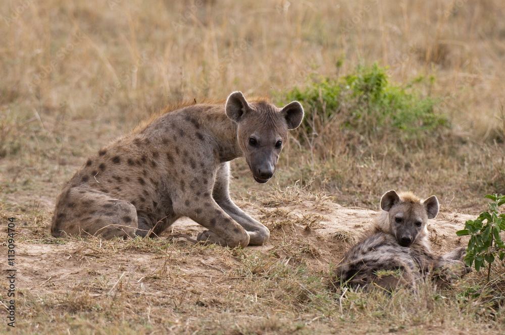 Spotted hyaena (Crocuta crocuta), Masai Mara, Kenya