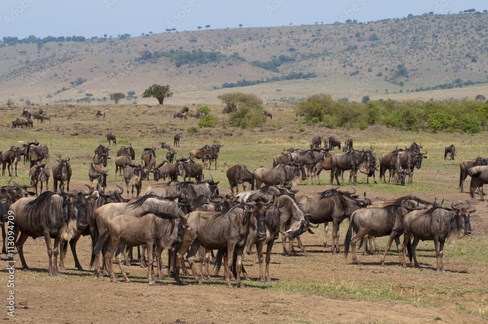 Wildebeest (Connochaetes taurinus), Masai Mara, Kenya Wildebeest (Connochaetes taurinus), Masai Mara, Kenya