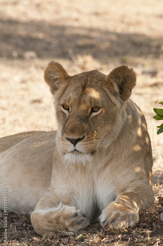 Lion (Panthera leo), Masai Mara, Kenya Lion (Panthera leo), Masai Mara, Kenya