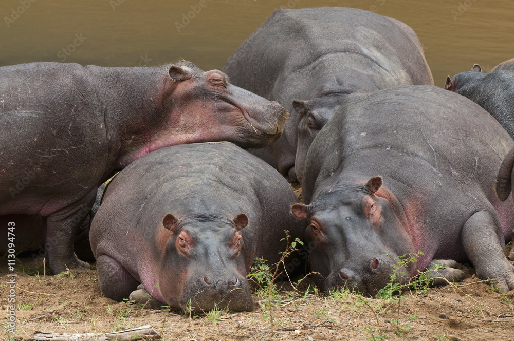 Hippopotamus (Hippopotamus amphibius), Masai Mara, Kenya Hippopotamus (Hippopotamus amphibius), Masai Mara, Kenya