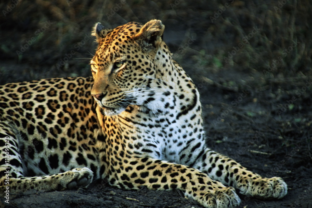 Leopard (Panthera pardus), Mala Mala Game Reserve, Sabi Sand Park Leopard (Panthera pardus), Mala Mala Game Reserve, Sabi Sand Park