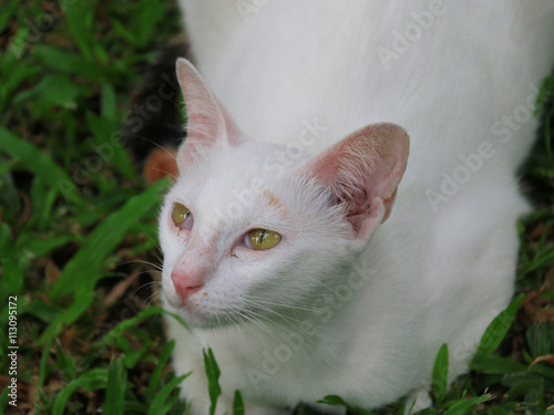 white cat in garden