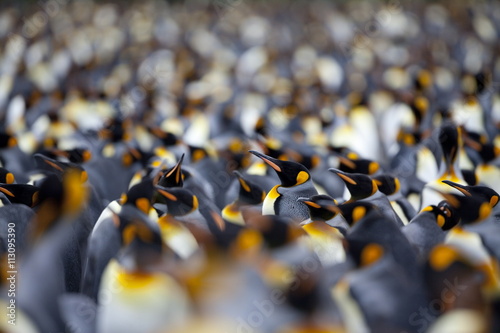 King penguin colony (Aptenodytes patagonicus), Gold Harbour, South Georgia, Antarctic photo