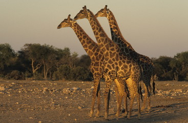 Giraffe, (Giraffa) camelopardalis, Etoscha National Park, Namibia